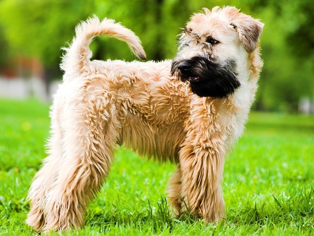 Soft Coated Wheaten Terrier thumbnail